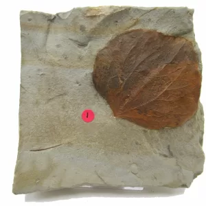 General Leaf Plate Fossils For Sale- Glendive Montana Paleocene Leaf Plate #102