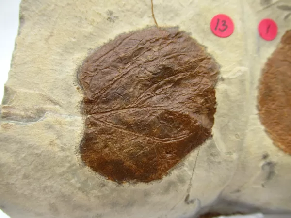 General Leaf Plate Fossils For Sale- Glendive Montana Paleocene Leaf Plate #103a