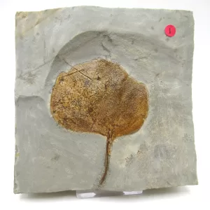 General Leaf Plate Fossils For Sale- Glendive Montana Paleocene Leaf Plate #108