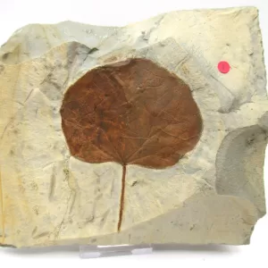 General Leaf Plate Fossils For Sale- Glendive Montana Paleocene Leaf Plate #110