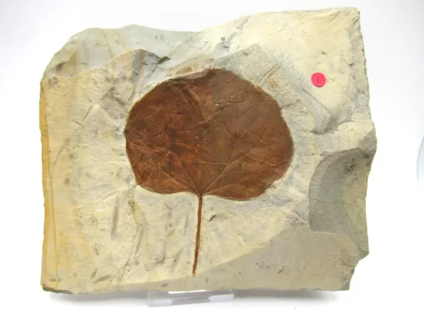 General Leaf Plate Fossils For Sale- Glendive Montana Paleocene Leaf Plate #110