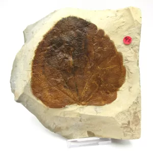 General Leaf Plate Fossils For Sale- Glendive Montana Paleocene Leaf Plate #111