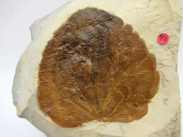 General Leaf Plate Fossils For Sale- Glendive Montana Paleocene Leaf Plate #111a