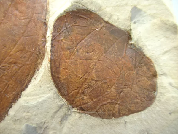 General Leaf Plate Fossils For Sale- Glendive Montana Paleocene Leaf Plate #112b