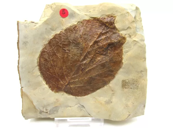 General Leaf Plate Fossils For Sale- Glendive Montana Paleocene Leaf Plate #114