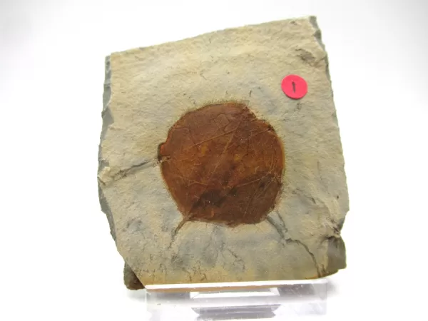 General Leaf Plate Fossils For Sale- Glendive Montana Paleocene Leaf Plate #86