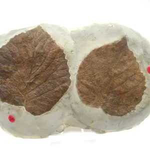 General Leaf Plate Fossils For Sale- Glendive Montana Paleocene Leaf Plate #94