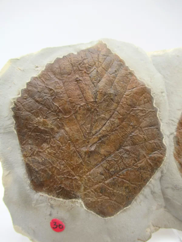 General Leaf Plate Fossils For Sale- Glendive Montana Paleocene Leaf Plate #94a