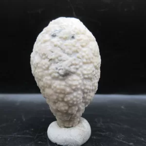 Genuine Silurian Age Holocystites Cystoid from Indiana for Sale #13