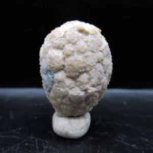 Genuine Silurian Age Holocystites Cystoid from Indiana for Sale #14