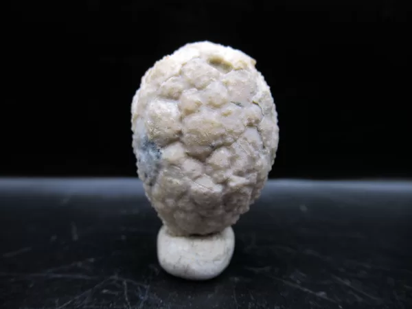 Genuine Silurian Age Holocystites Cystoid from Indiana for Sale #14