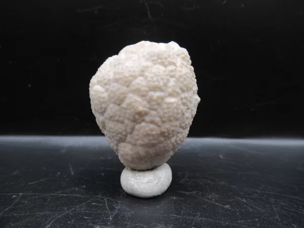 Genuine Silurian Age Holocystites Cystoid from Indiana for Sale #15