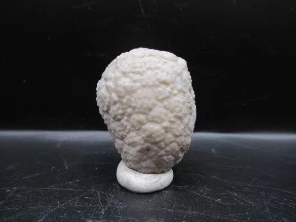 Genuine Silurian Age Holocystites Cystoid from Indiana for Sale #16