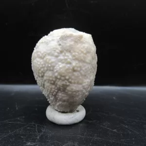 Genuine Silurian Age Holocystites Cystoid from Indiana for Sale #17