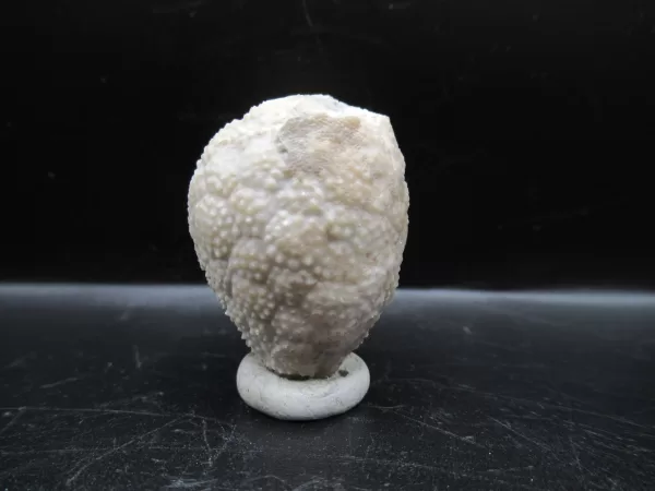 Genuine Silurian Age Holocystites Cystoid from Indiana for Sale #17