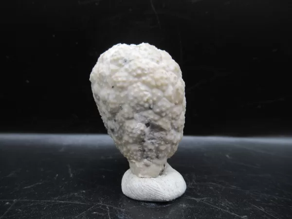 Genuine Silurian Age Holocystites Cystoid from Indiana for Sale #18a