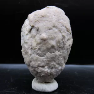 Genuine Silurian Age Holocystites Cystoid from Indiana for Sale #19