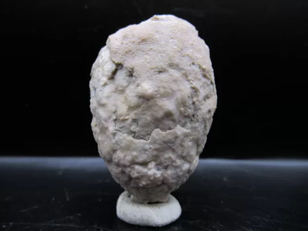 Genuine Silurian Age Holocystites Cystoid from Indiana for Sale #19