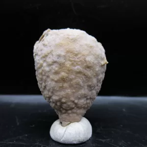 Genuine Silurian Age Holocystites Cystoid from Indiana for Sale #20