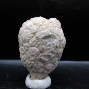 Genuine Silurian Age Holocystites Cystoid from Indiana for Sale #21