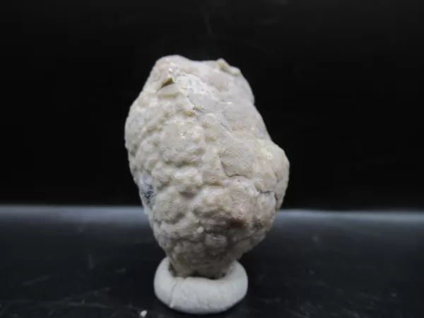 Genuine Silurian Age Holocystites Cystoid from Indiana for Sale #21a