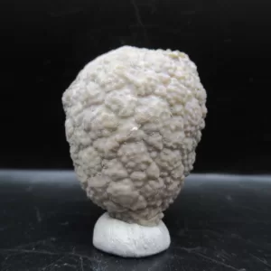 Genuine Silurian Age Holocystites Cystoid from Indiana for Sale #22