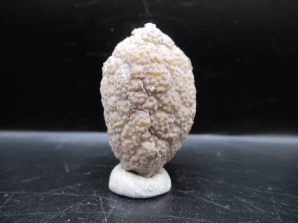 Genuine Silurian Age Holocystites Cystoid from Indiana for Sale #22a