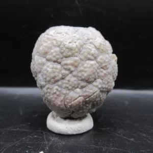 Genuine Silurian Age Holocystites Cystoid from Indiana for Sale #24