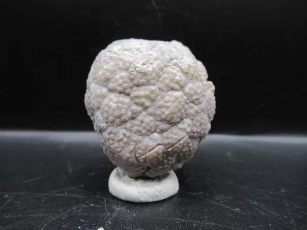 Genuine Silurian Age Holocystites Cystoid from Indiana for Sale #24