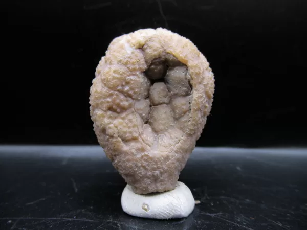 Genuine Silurian Age Holocystites Cystoid from Indiana for Sale #25