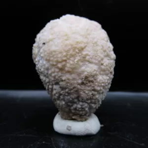 Genuine Silurian Age Holocystites Cystoid from Indiana for Sale #25a