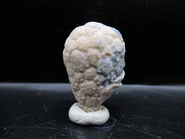 Genuine Silurian Age Holocystites Cystoid from Indiana for Sale #29