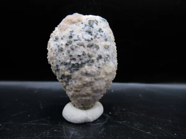 Genuine Silurian Age Holocystites Cystoid from Indiana for Sale #30a