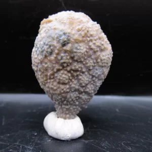 Genuine Silurian Age Holocystites Cystoid from Indiana for Sale #35