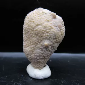 Genuine Silurian Age Holocystites Cystoid from Indiana for Sale #36