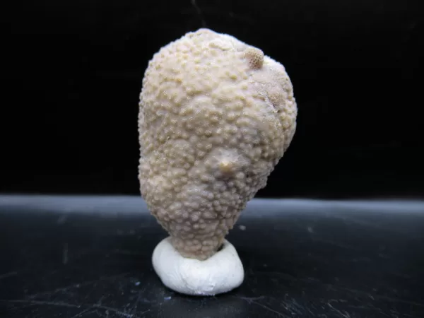 Genuine Silurian Age Holocystites Cystoid from Indiana for Sale #36