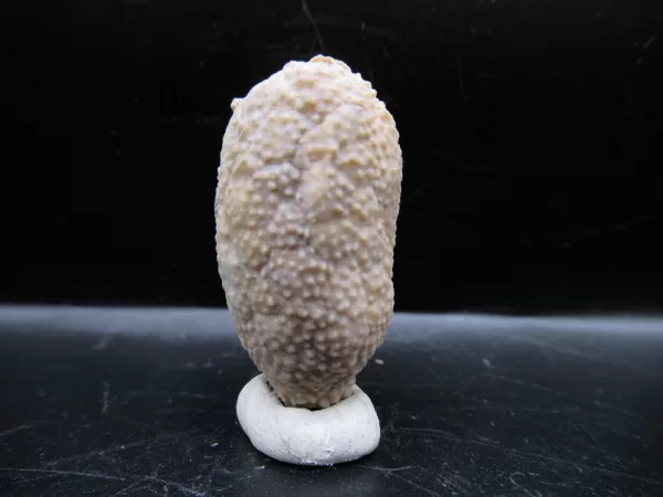 Genuine Silurian Age Holocystites Cystoid from Indiana for Sale #36a