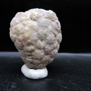 Genuine Silurian Age Holocystites Cystoid from Indiana for Sale #37