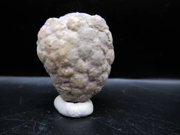 Genuine Silurian Age Holocystites Cystoid from Indiana for Sale #37