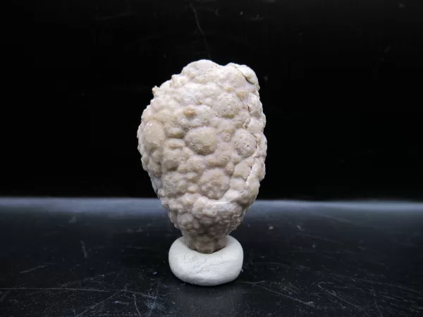 Genuine Silurian Age Holocystites Cystoid from Indiana for Sale #38a