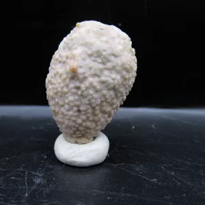 Genuine Silurian Age Holocystites Cystoid from Indiana for Sale #39