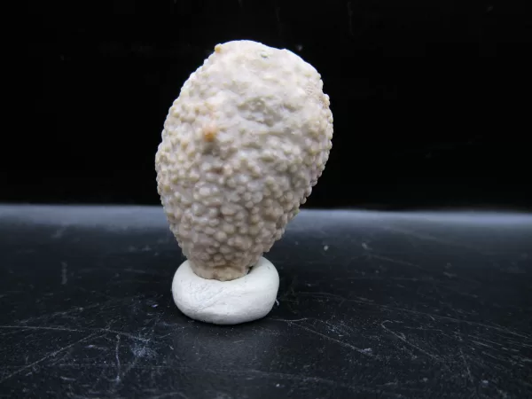 Genuine Silurian Age Holocystites Cystoid from Indiana for Sale #39