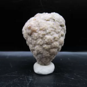 Genuine Silurian Age Holocystites Cystoid from Indiana for Sale #40