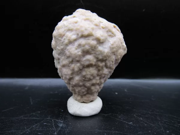 Genuine Silurian Age Holocystites Cystoid from Indiana for Sale #40a