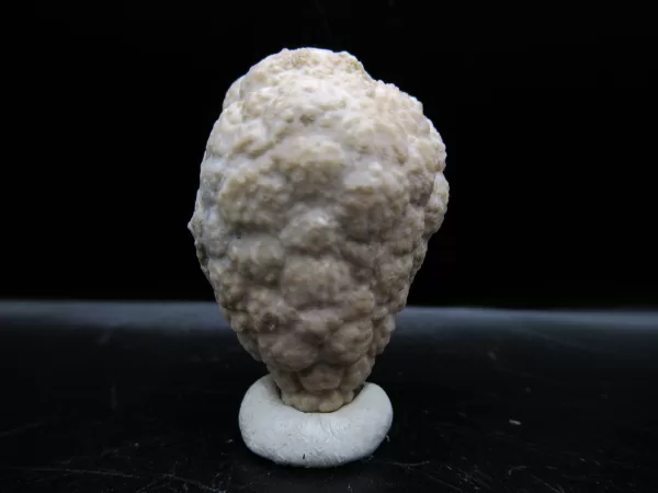 Genuine Silurian Age Holocystites Cystoid from Indiana for Sale #43a