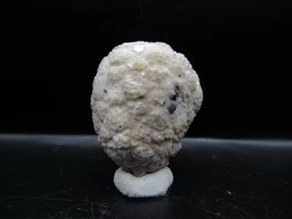 Genuine Silurian Age Holocystites Cystoid from Indiana for Sale #46