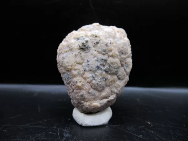 Genuine Silurian Age Holocystites Cystoid from Indiana for Sale #46a