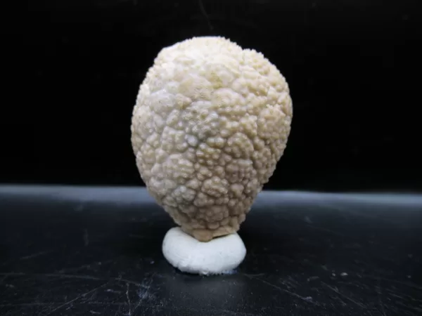 Genuine Silurian Age Holocystites Cystoid from Indiana for Sale #48