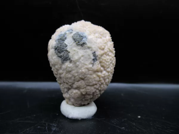 Genuine Silurian Age Holocystites Cystoid from Indiana for Sale #48a