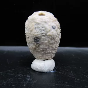 Genuine Silurian Age Holocystites Cystoid from Indiana for Sale #50